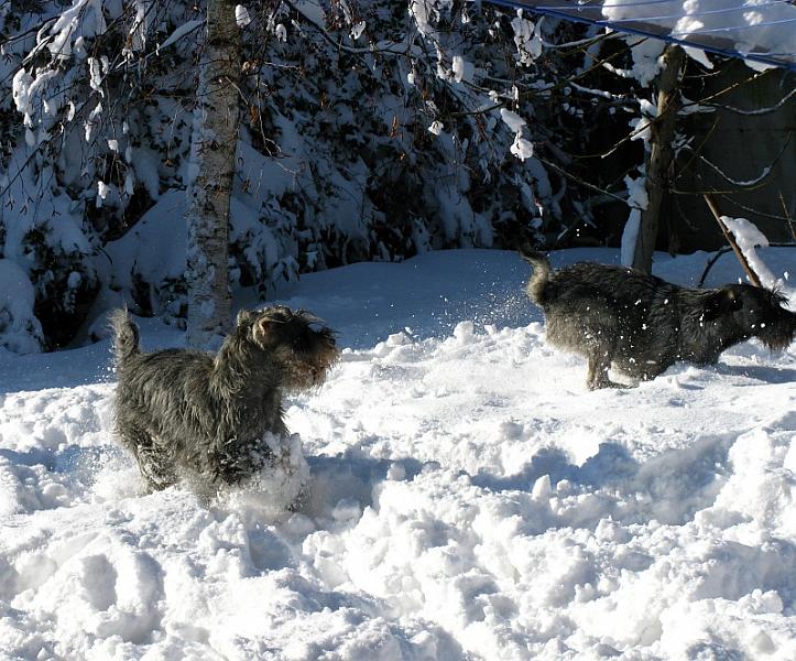 foto_inverno2010 b.jpg - Trilly e Gunda all'attacco!